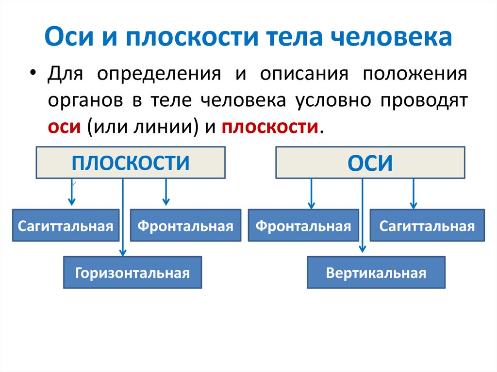 Система осей и плоскостей. Плоскости и оси, условных линий для определения положения органов.. Линии и области (примеры), условно проводимые на поверхности тела. На какие виды делится общая анатомия?. Какие бывают срезы в анатомии.