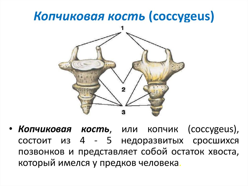 Общая анатомия