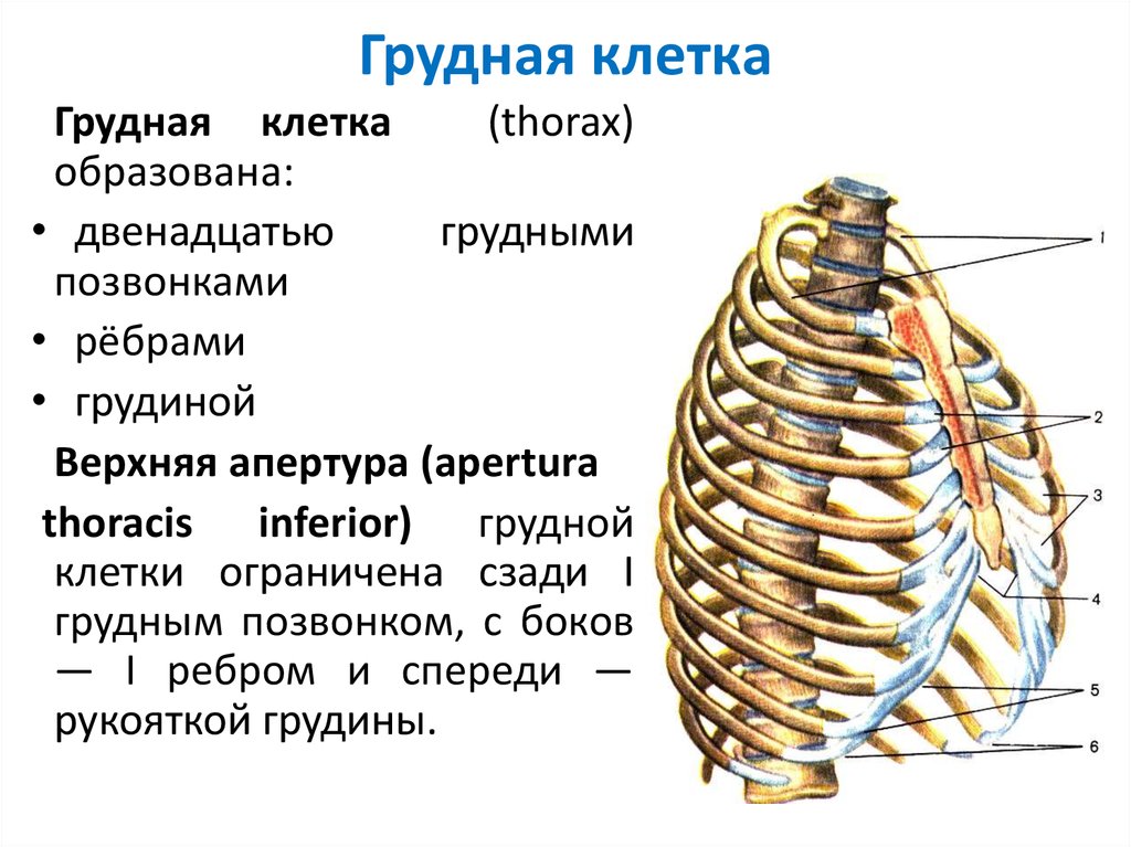 Строение грудной клетки человека