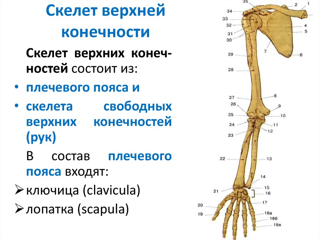Тема скелет конечностей. Скелет пояса верхних конечностей состоит. Костный скелет свободной верхней конечности. Строение скелета верхней конечности анатомия. Скелет верхней конечности пояс верхней конечности.