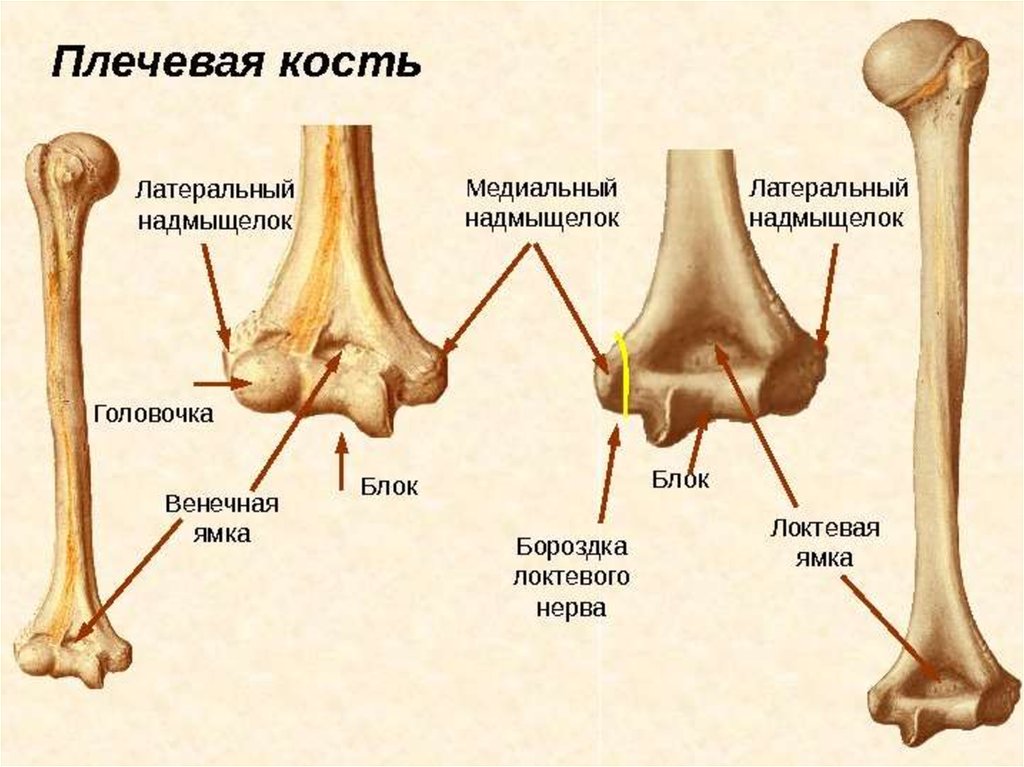 Локтевой мыщелок. Плечевая кость анатомия мыщелок. Борозда локтевого нерва плечевой кости. Локтевой сустав анатомия строение кости. Головка локтевой кости анатомия.