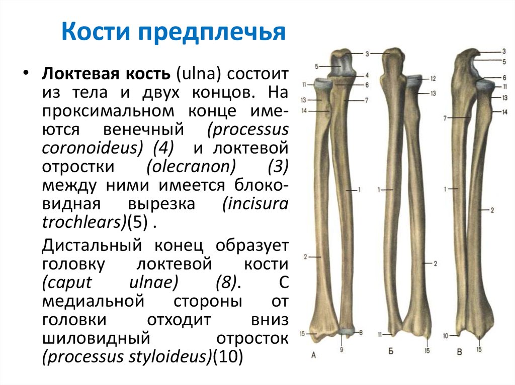 Схема костей предплечья