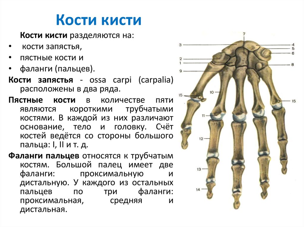 Фаланги пальца тип соединения. Анатомия костей пясти. Кости запястья пясти и пальцев анатомия. Кости пясти анатомия человека. Строение пястных костей кисти.
