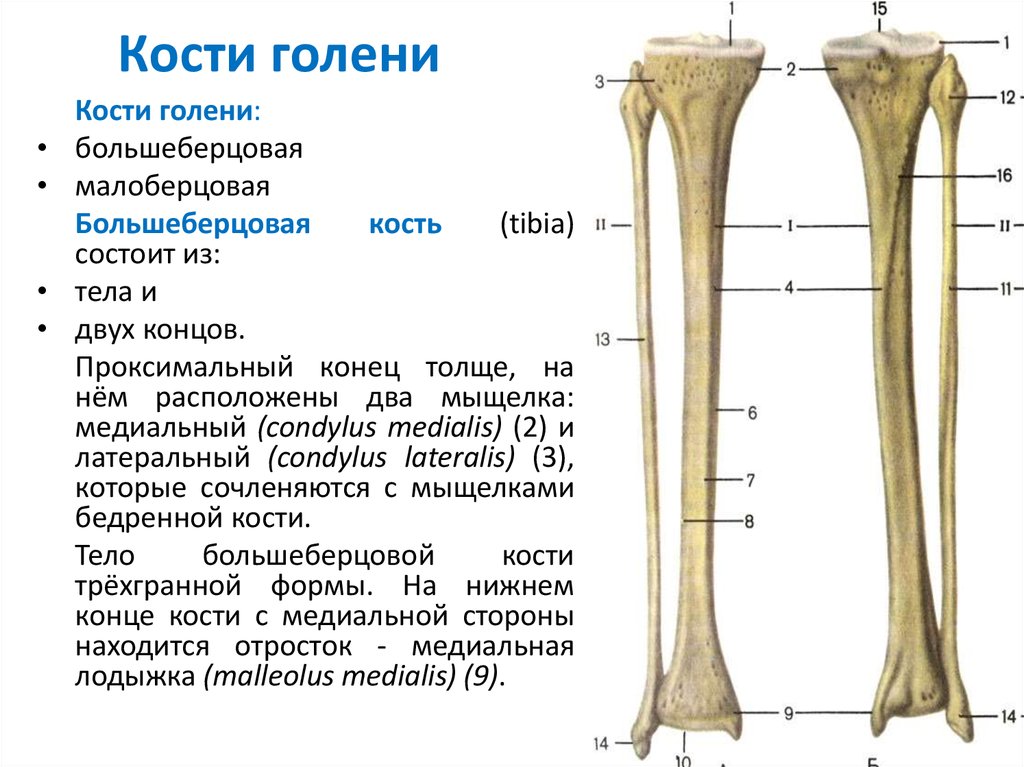 Дистальный эпифиз большеберцовой кости. Большеберцовая кость и малоберцовая кость. Кости голени анатомия строение. Анатомия большеберцовой кости. Мыщелки большой берцовой