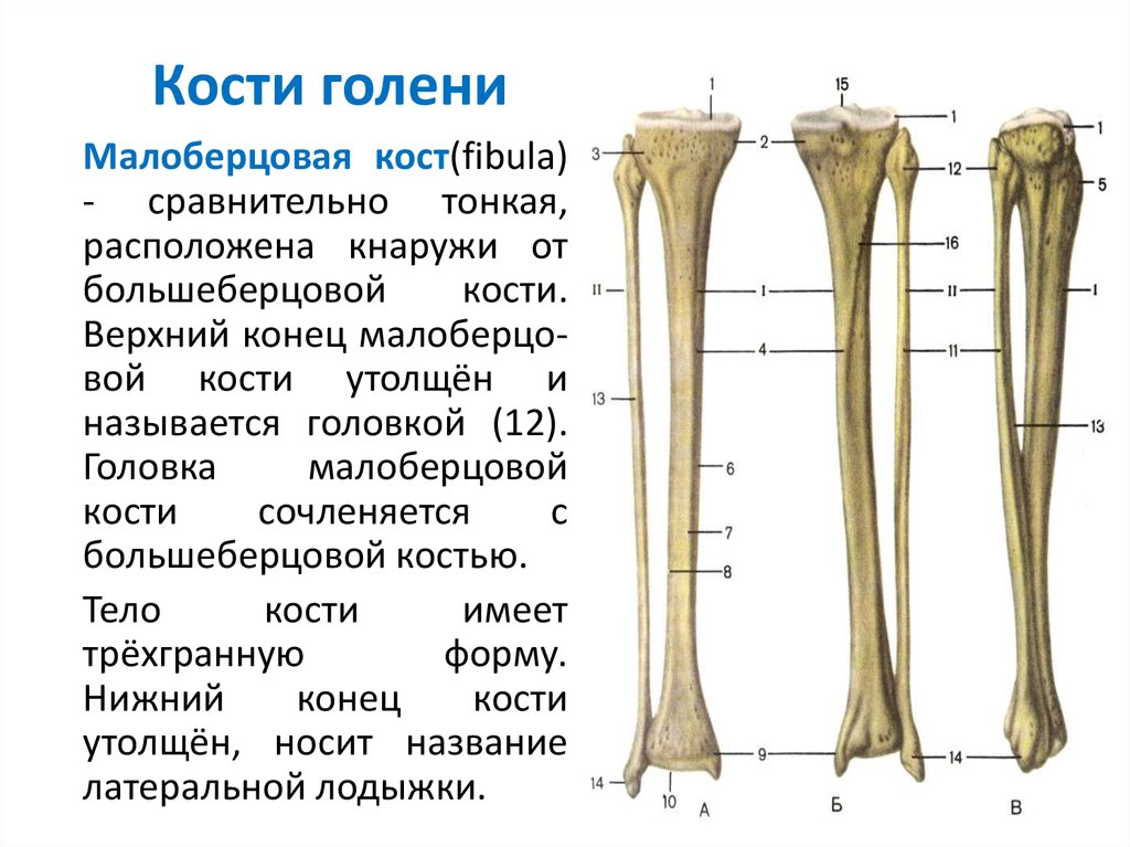 1 скелет голени. Головка большеберцовой кости анатомия. Большеберцовая кость голени анатомия. Строение малой берцовой кости. Голень большеберцовая кость и малоберцовая кость.