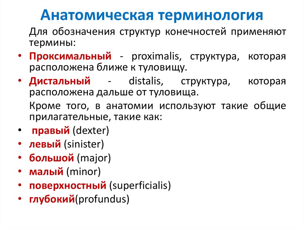 Русскую анатомическую терминологию разработал