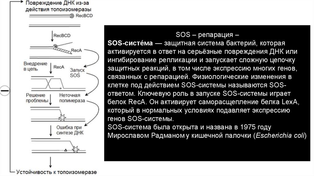 Репарация границ