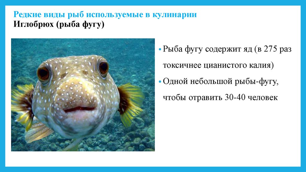 Редкие виды рыб используемые в кулинарии Иглобрюх (рыба фугу)