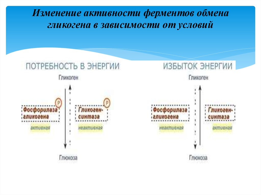 Как изменится активность. Изменение активности ферментов обмена гликогена в зависимости. Избыток ферментов. Ферменты избыток и недостаток. Избыток ферментов в организме.