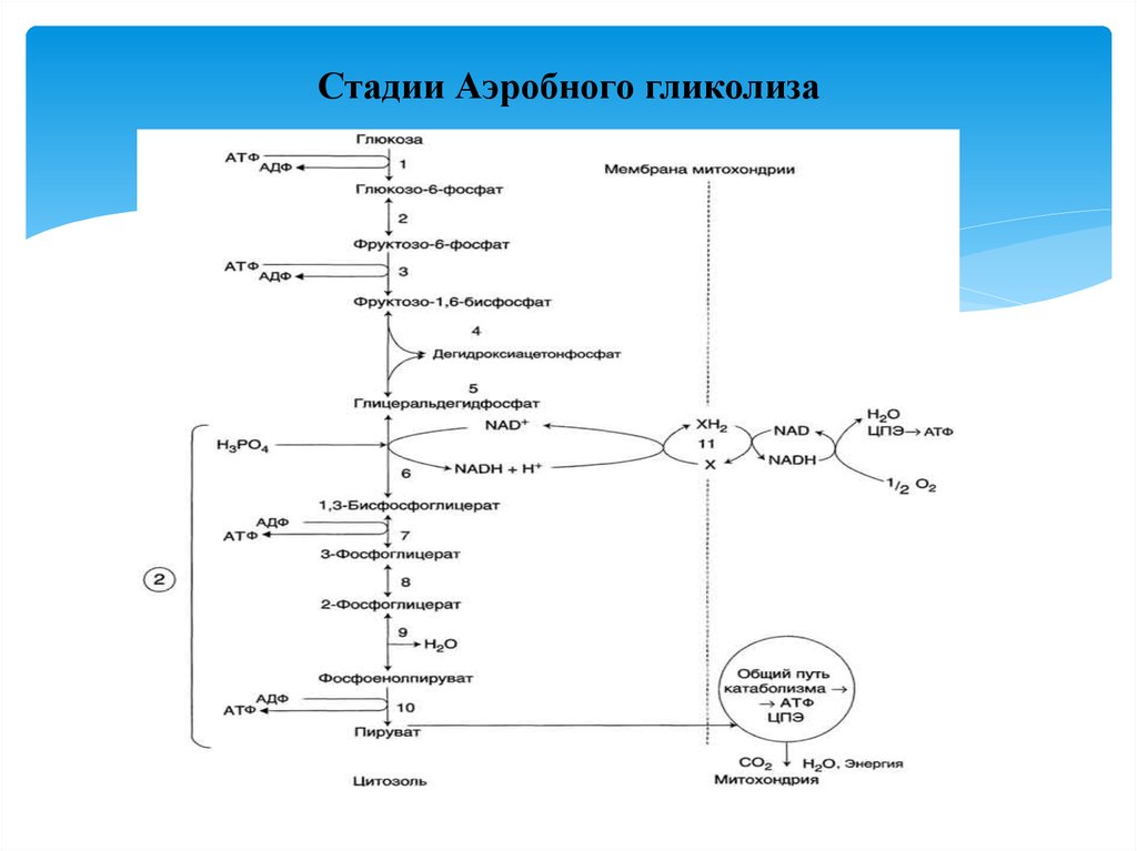 Схема реакции аэробного гликолиза Глюкозы. Аэробный гликолиз биохимия. Схема гликолиза биохимия. Этапы аэробного гликолиза реакции.