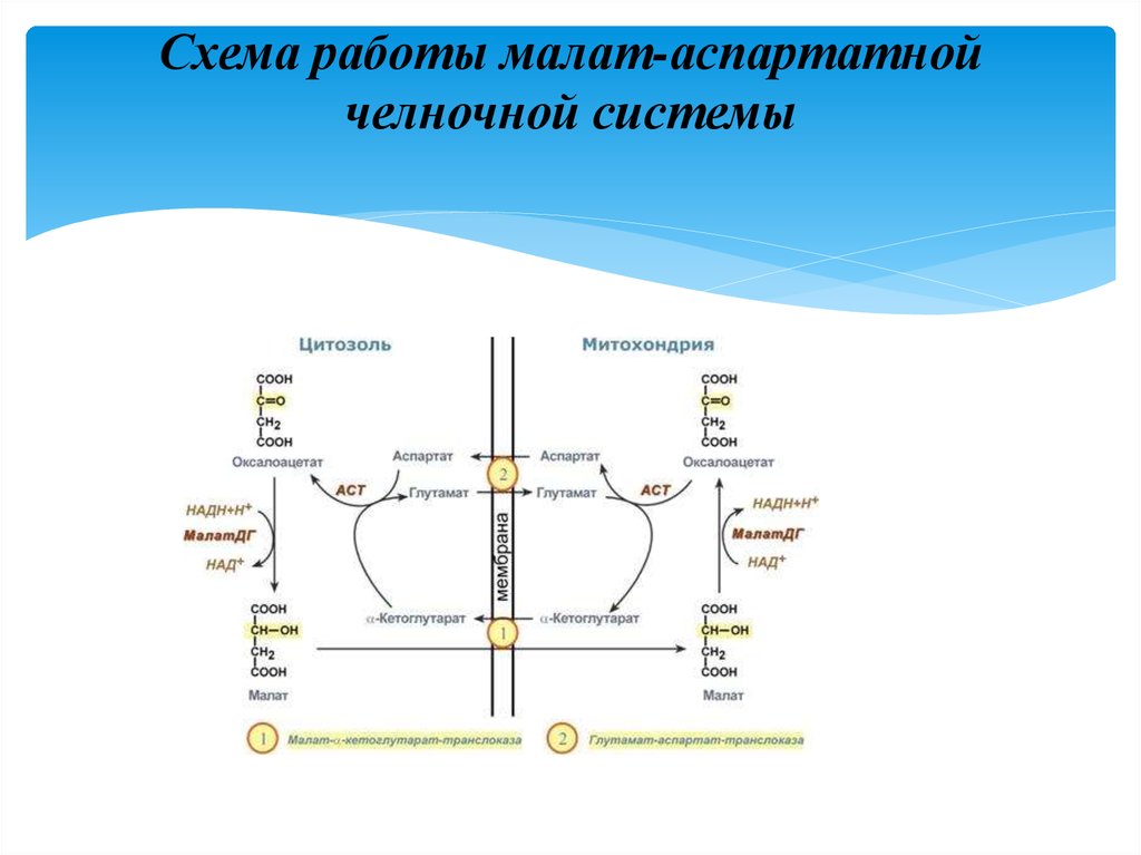 Схемы челночных механизмов биохимия