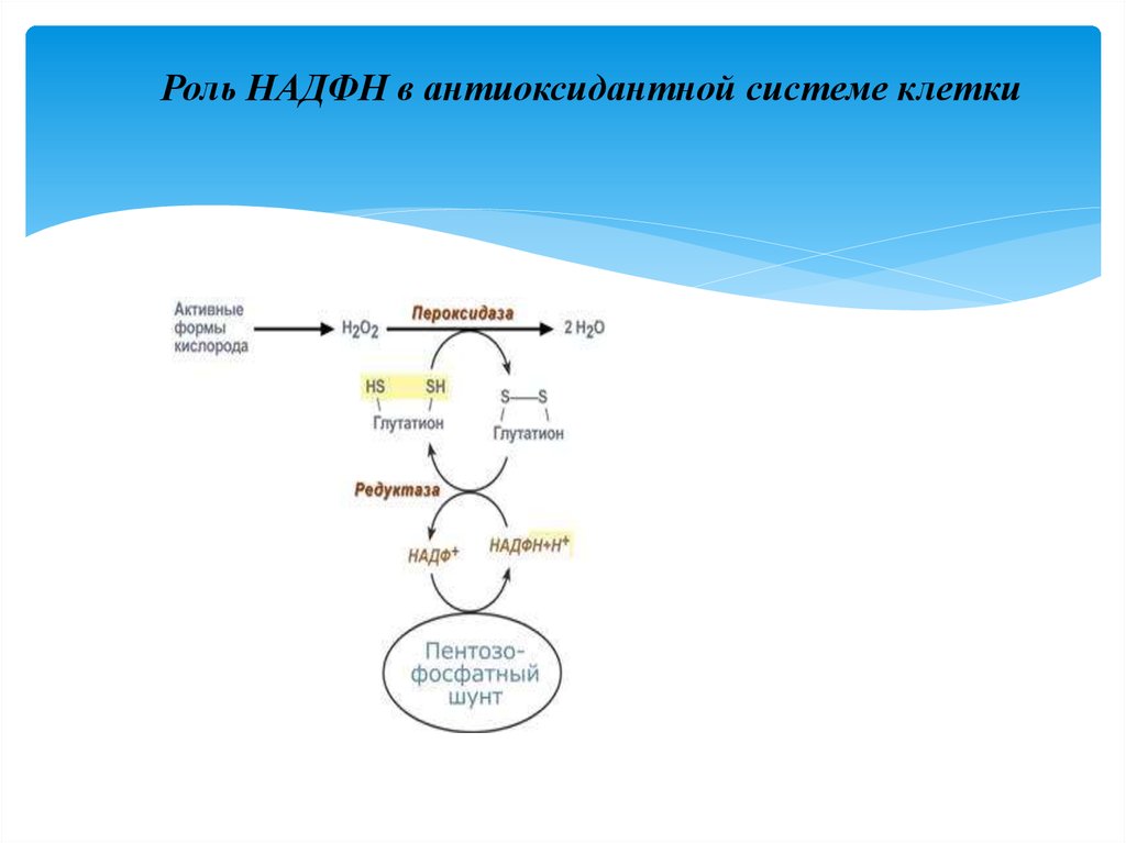 Роль над. Схема действия антиоксидантной системы. Клеточные системы антиоксидантной защиты. НАДФН роль. Антиоксидантная система глутатион.