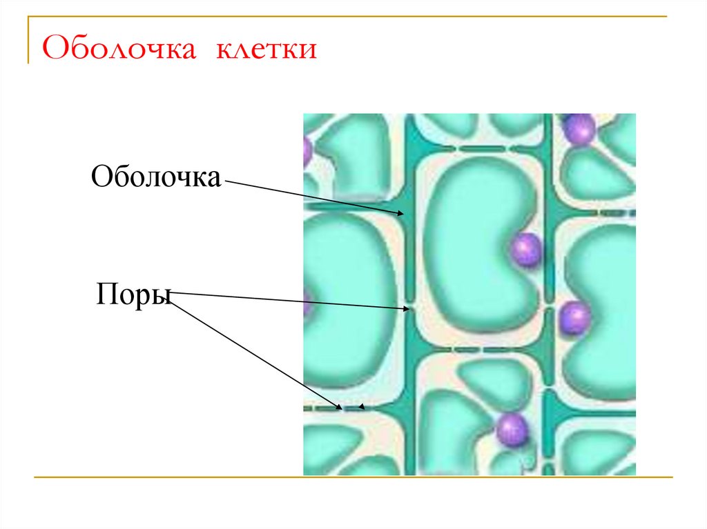 Оболочка клетки рисунок