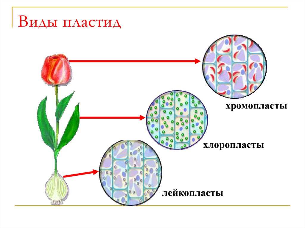 Пластиды строение рисунок