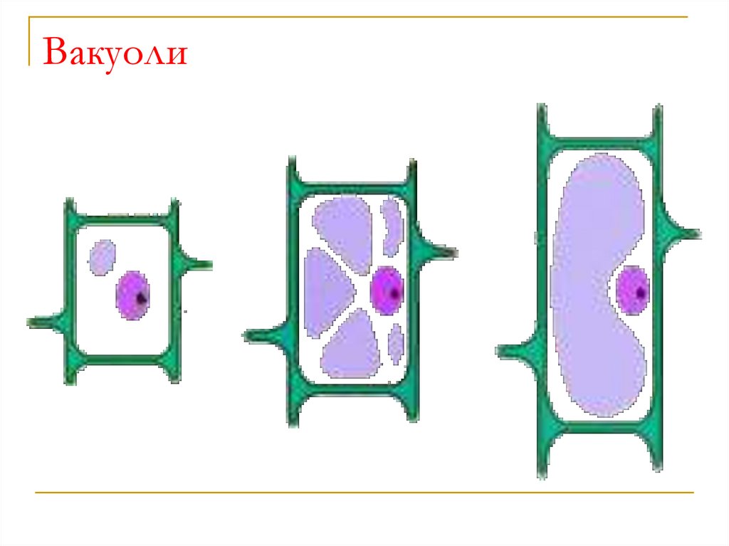 Вакуоль на рисунке