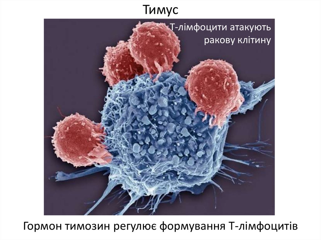 Цитотоксические т клетки. Cd8 т лимфоциты. Цитотоксические т-лимфоциты т киллеры. Т-лимфоцит атакует раковую клетку. Цитотоксические т лимфоциты cd8.