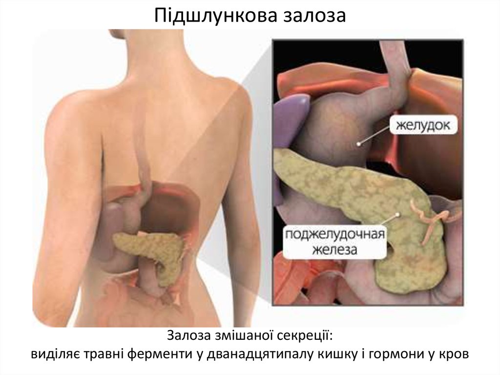 Где поджелудок. Поджелудочная железа расположение в организме. Расположение поджелудочной железы у человека. Поджелудочная расположение у человека в организме.