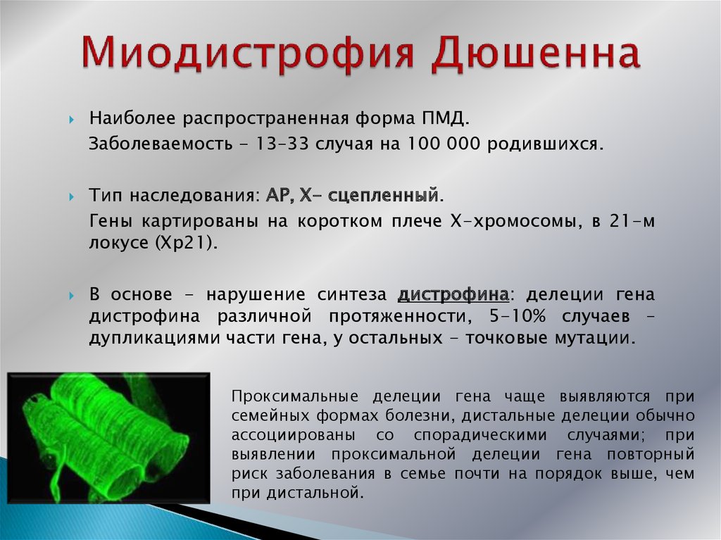 Миодистрофия дюшенна лечение. Миопатия Дюшенна Тип наследования. Псевдогипертрофическая миодистрофия Дюшенна. Мышечная дистрофия миопатия Дюшенна.