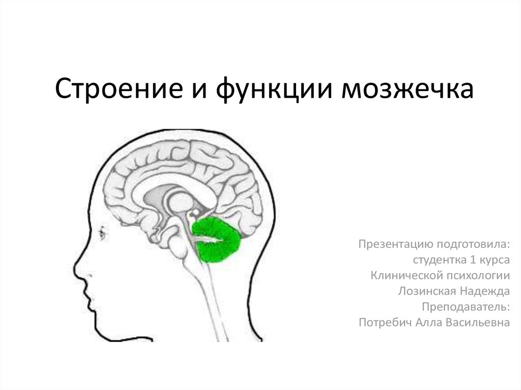 Строение и функции мозжечка - презентация онлайн