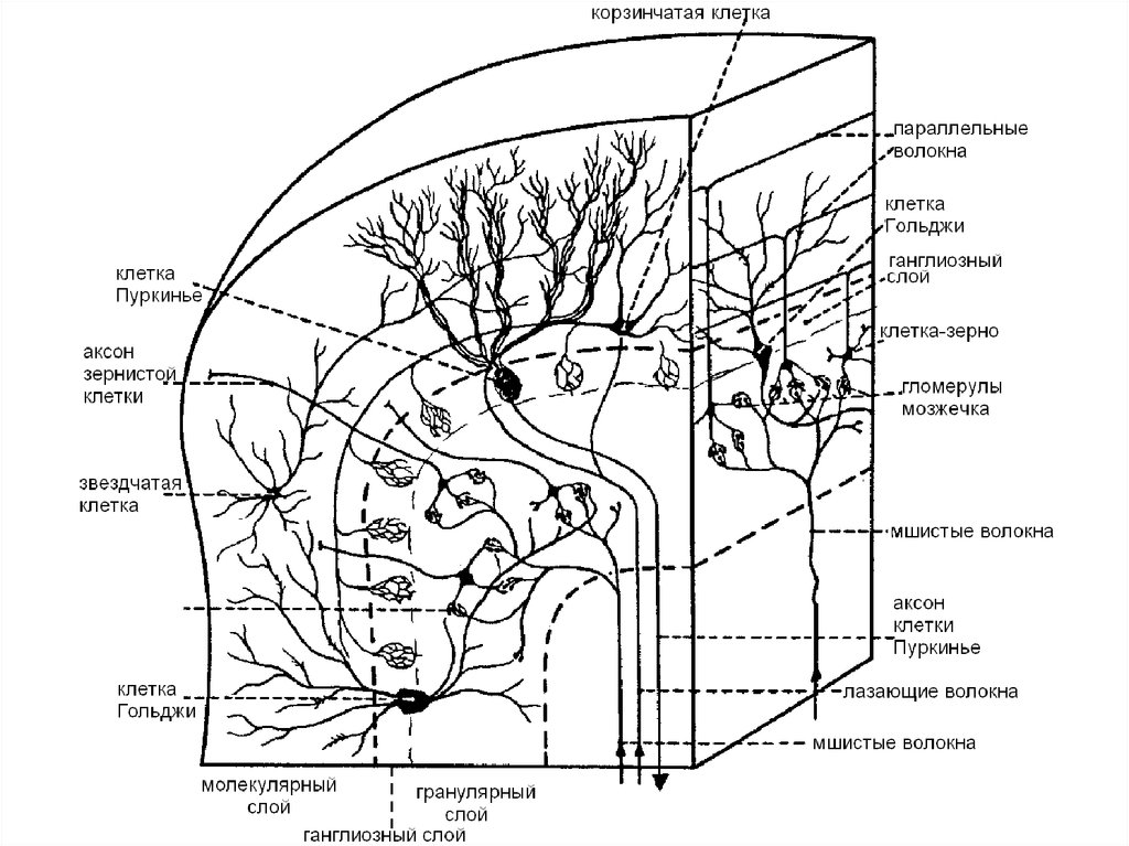 Схема основных межнейронных связей мозжечка