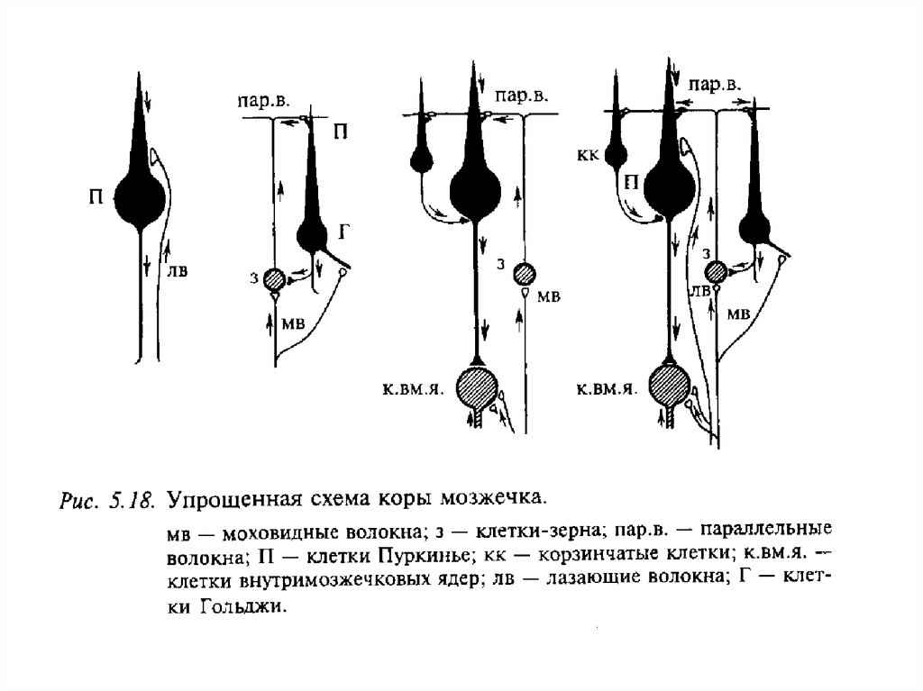 Схема межнейрональных связей в коре мозжечка структурные взаимосвязи