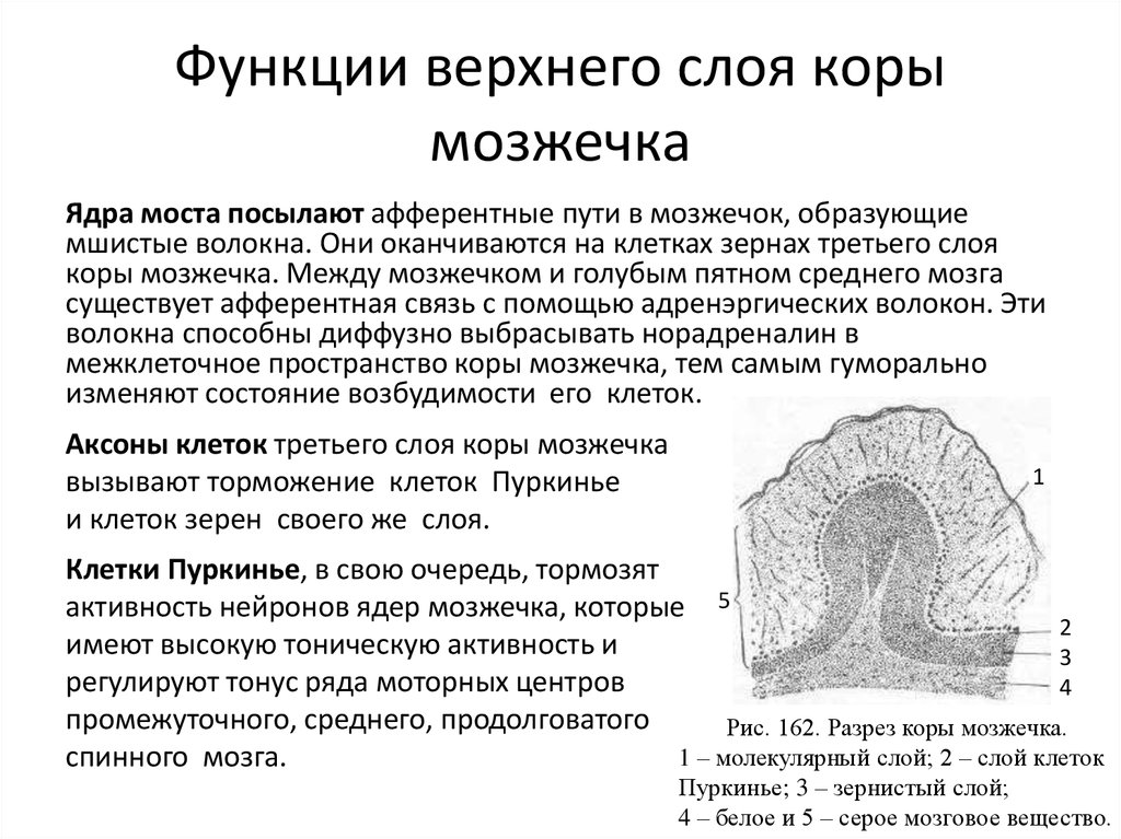 Схема мозжечка гистология