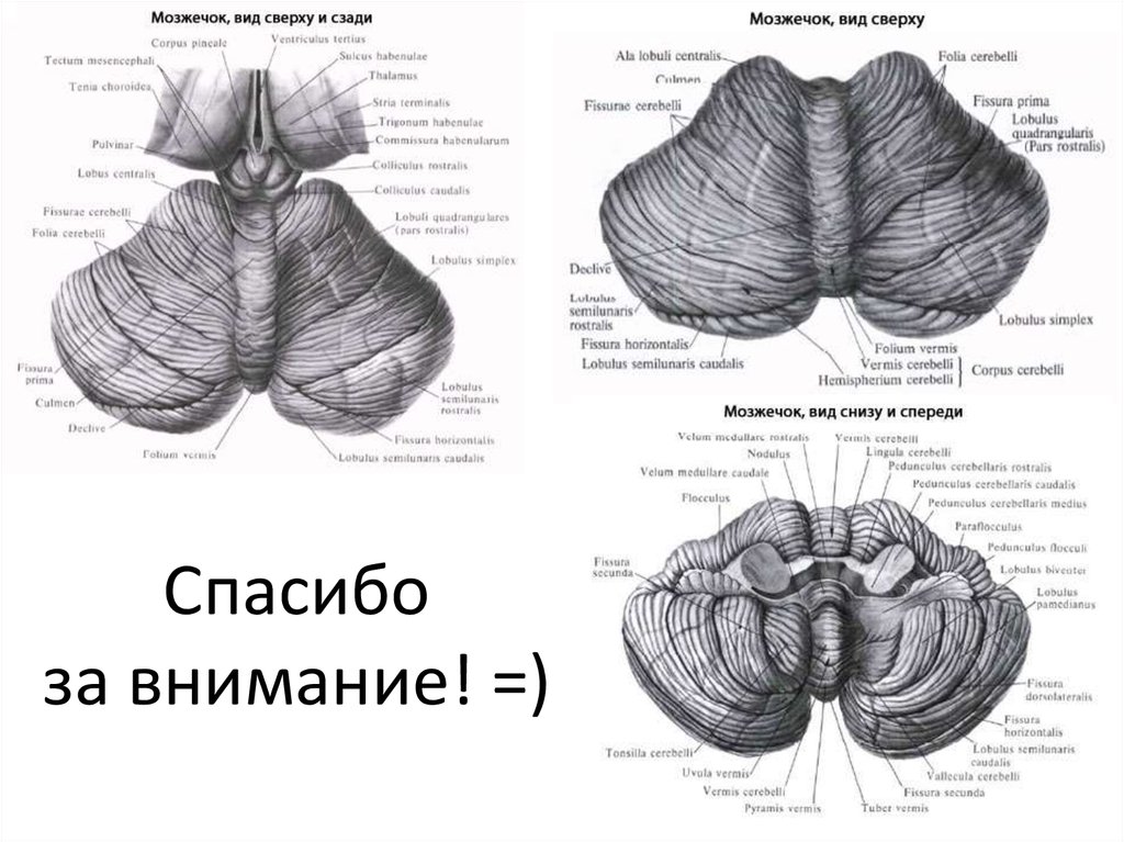 Мозжечок особенности строения