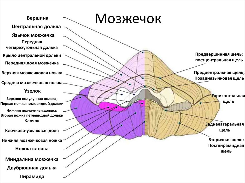 Отделы мозжечка. Мозжечок строение и функции. Мозжечок анатомия функции. Строение червя мозжечка. Мозжечок строение доли.