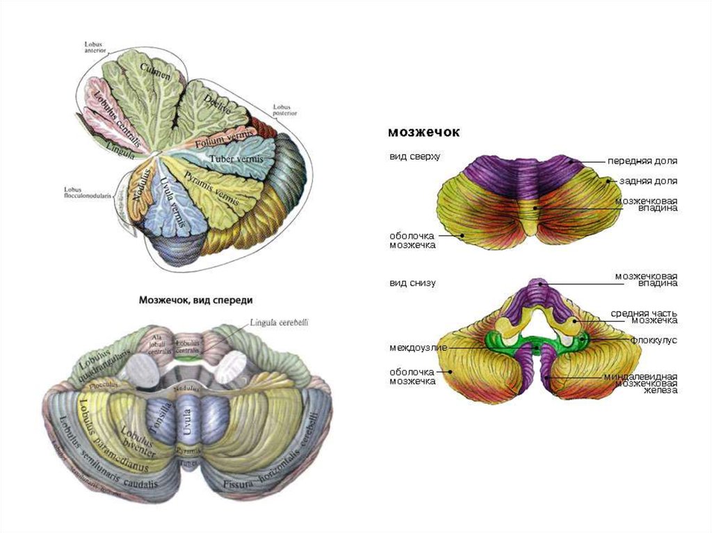 Мозжечок где находится у человека фото