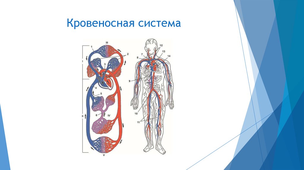 Кровеносная система презентация