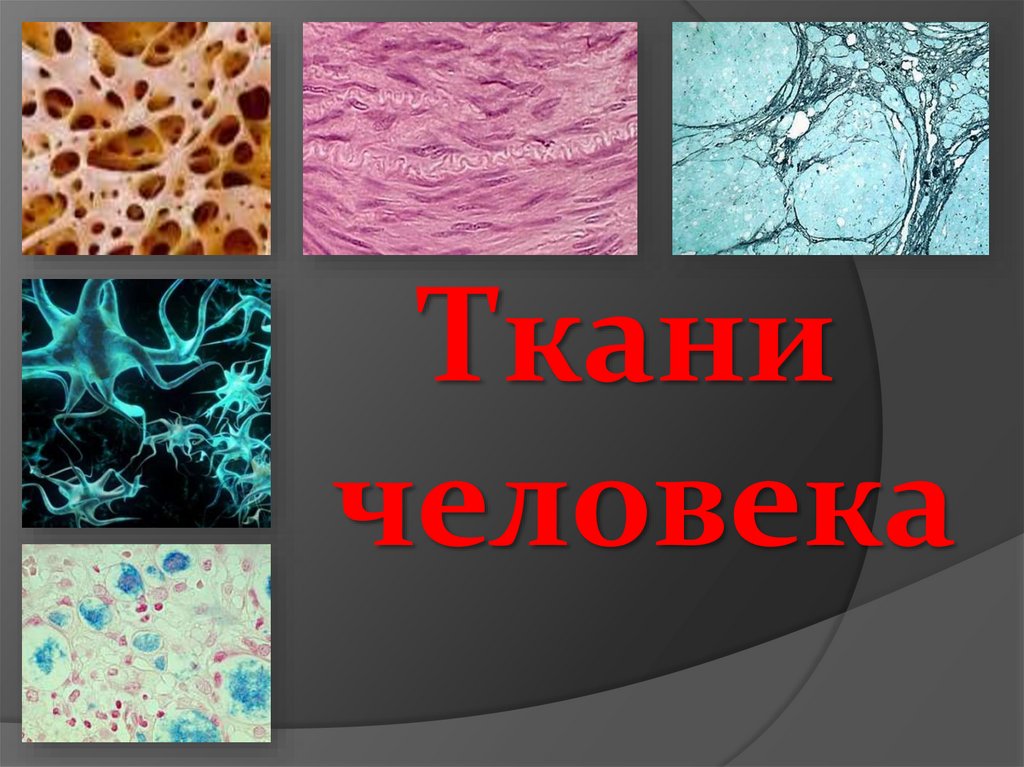 Названия тканей человека. Ткани человека. Ткани человеческого организма. Типы тканей человека. Ткани человека картинки.