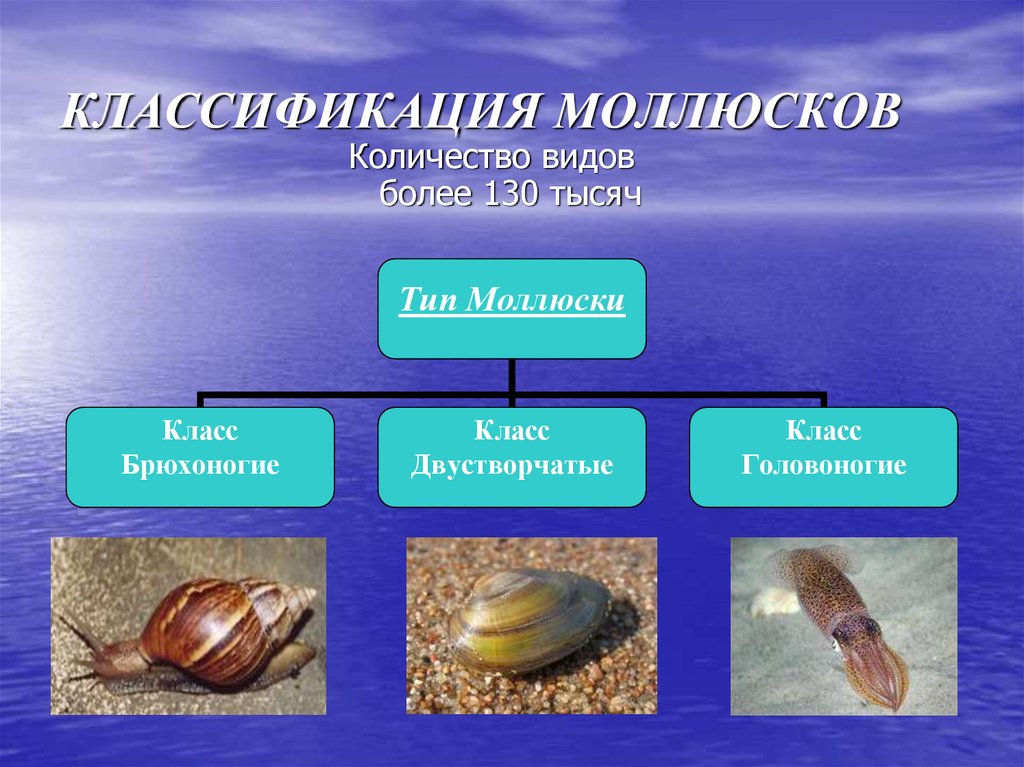 Класс двустворчатые и головоногие. Систематика моллюсков 7 класс биология. Классификация моллюсков 7 класс биология. Систематика головоногих моллюсков 7 класс. Тип моллюски представители.