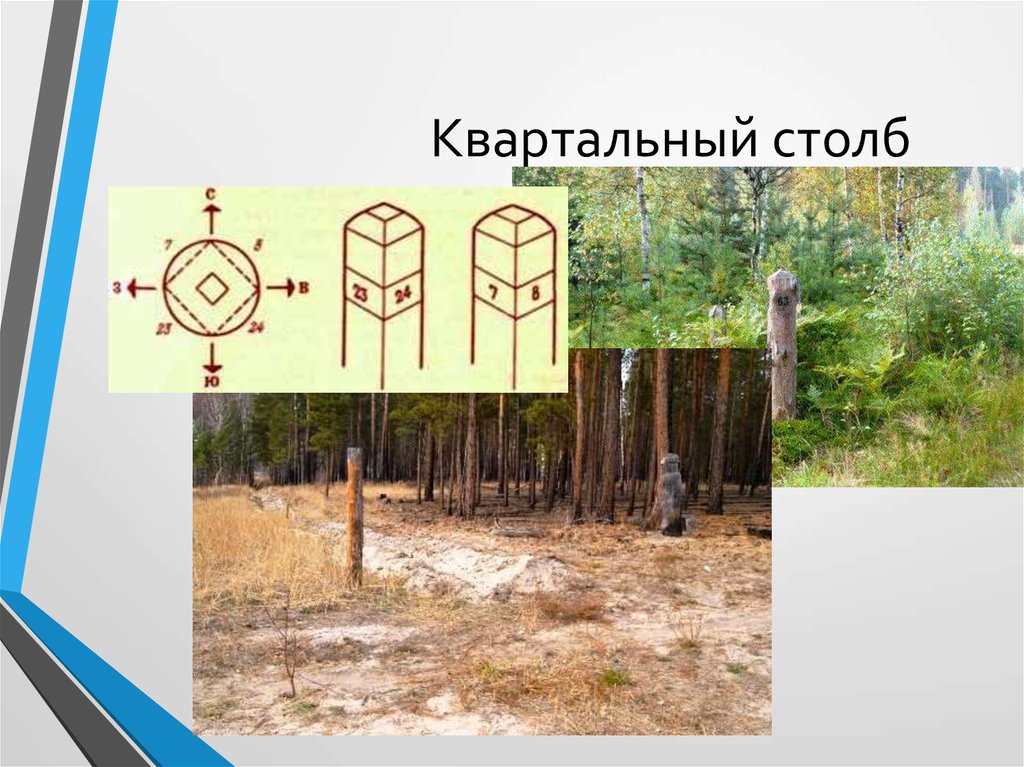 Класс столбу. Лесоустроительные знаки квартальные столбы. Квартальный столб. Ориентирование по квартальным столбам в лесу. Квартальный столб в лесу.