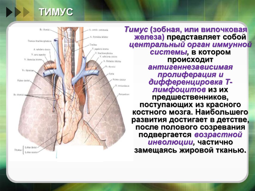 Иммунная система тимус. Тимус вилочковая железа. Тимус строение расположение функции. Тимус вилочковая железа анатомия. Тимус (вилочковая = зобная железа).