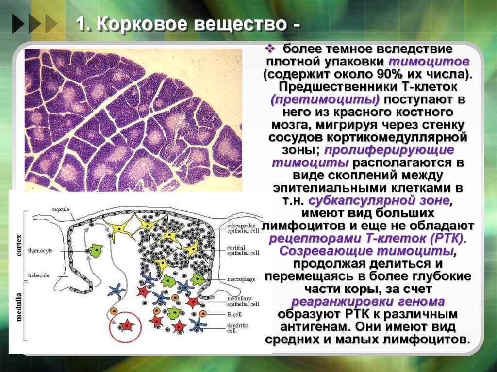 Иммуногенез гистология