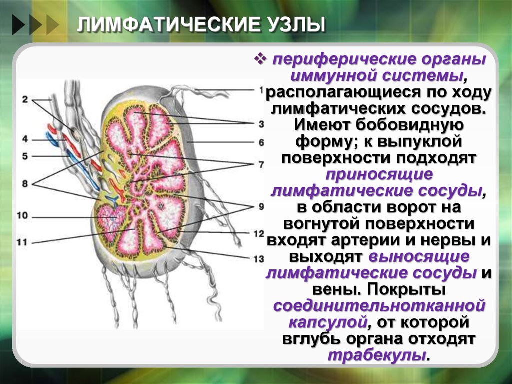 Лимфатические узлы. Внутреннее строение лимфатического узла.