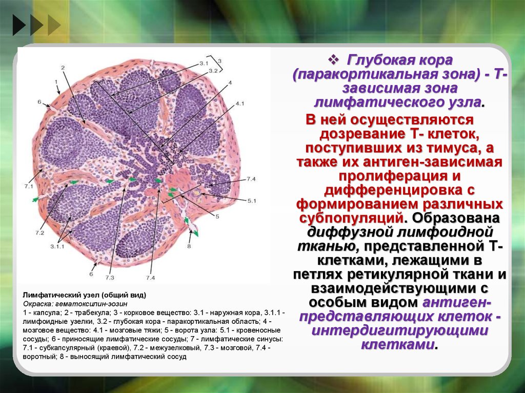 Новейший метод дающий точные и детальные изображения малейших изменений плотности мозгового вещества