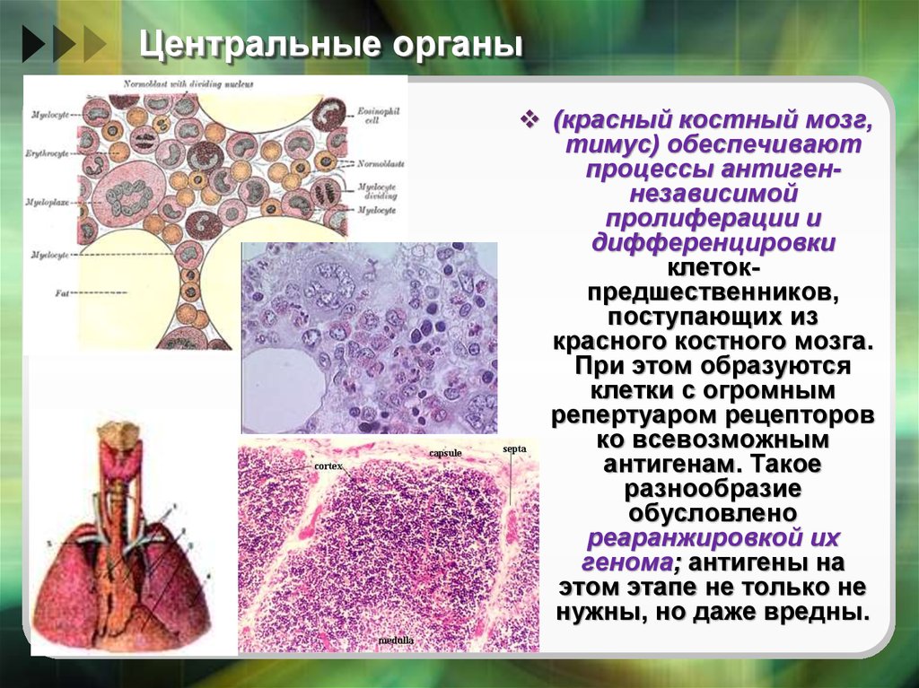 Органы гемопоэза. Гистологияорганов кроветворения и иммуногенезща. Кроветворение в костном мозге. Красный костный мозг – орган гемопоэза и иммунопоэза.