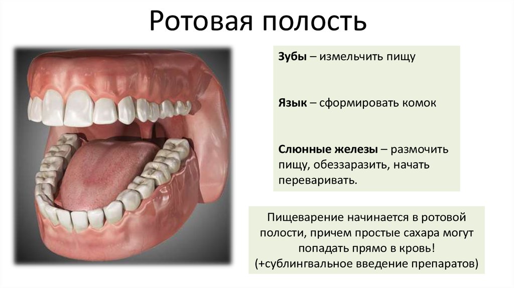 Для полости рта характерно. Строение полости рта и зубов. Пищеварение в ротовой полости анатомия. Строение полости рта зубы.