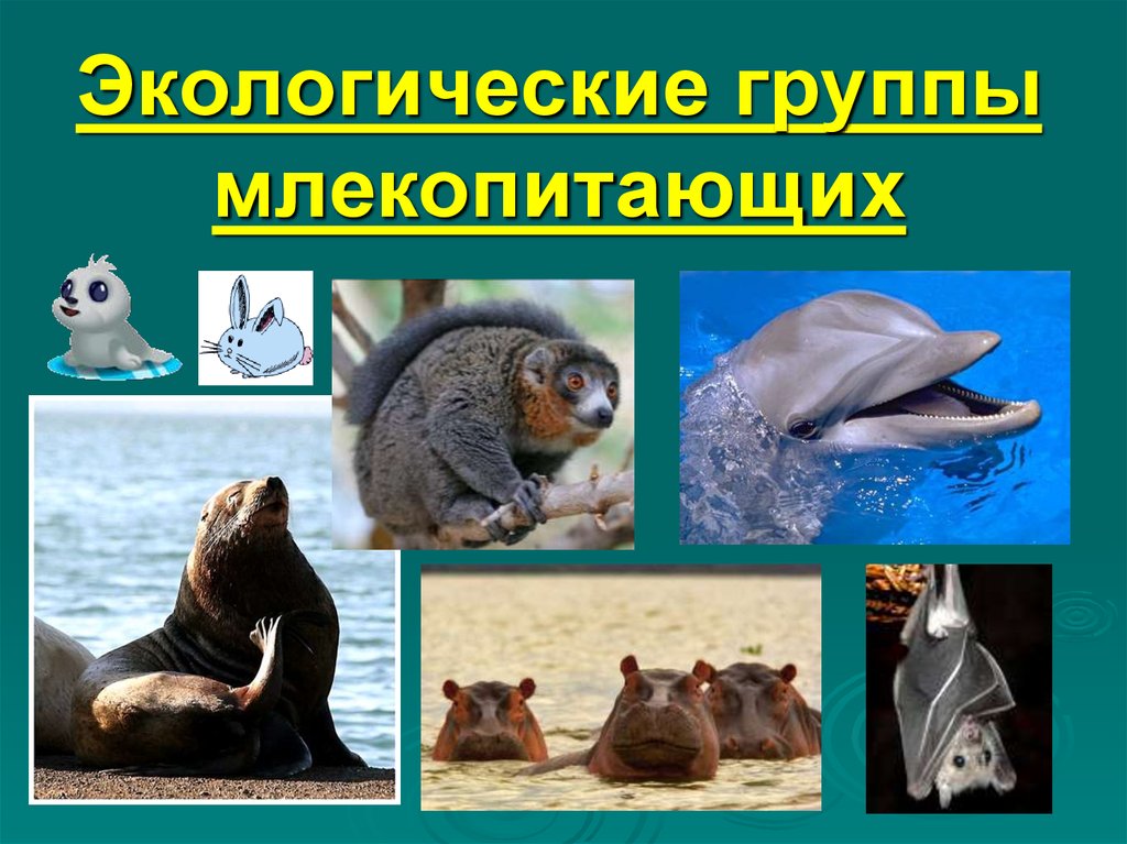 Наземное млекопитающее примеры. Группы млекопитающих. Экологические группы. Экологические группы млекопитающих таблица. Группы млекопитающих 7 класс биология.