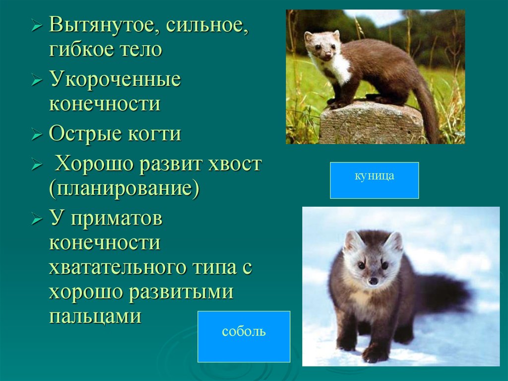 Экологические группы млекопитающих по местам обитания план презентации