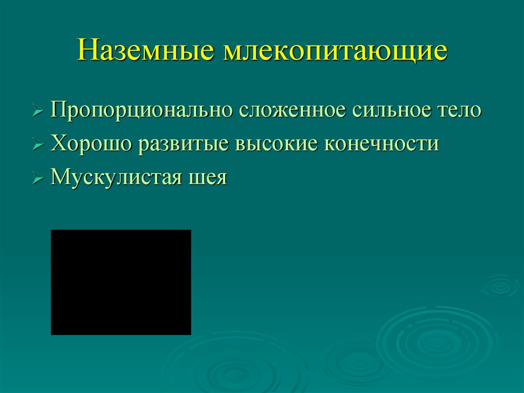 Экологические группы млекопитающих презентация 8 класс