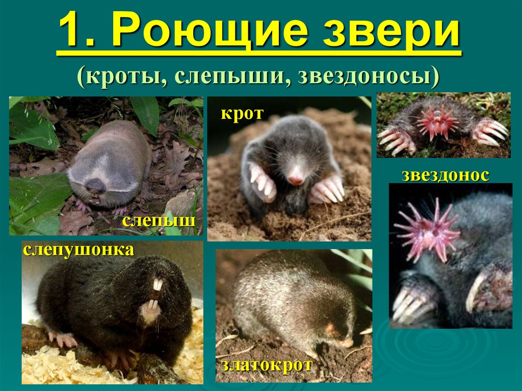 Группы млекопитающих 7. Роющие млекопитающие представители. Экологические группы млекопитающих. Экологические группы млекопитающих таблица. Биология экологические группы млекопитающих.