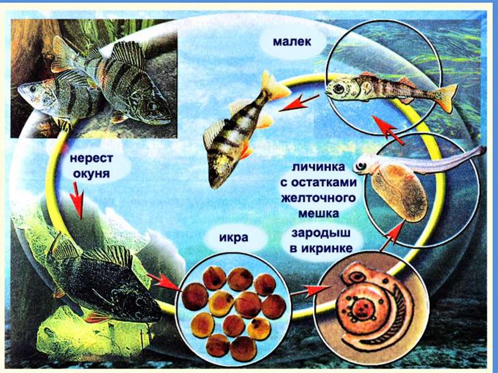 Размножение животных рыбы. Стадии развития речного окуня. Размножение и развитие рыб. Схема развития рыбы. Этапы размножения рыб.