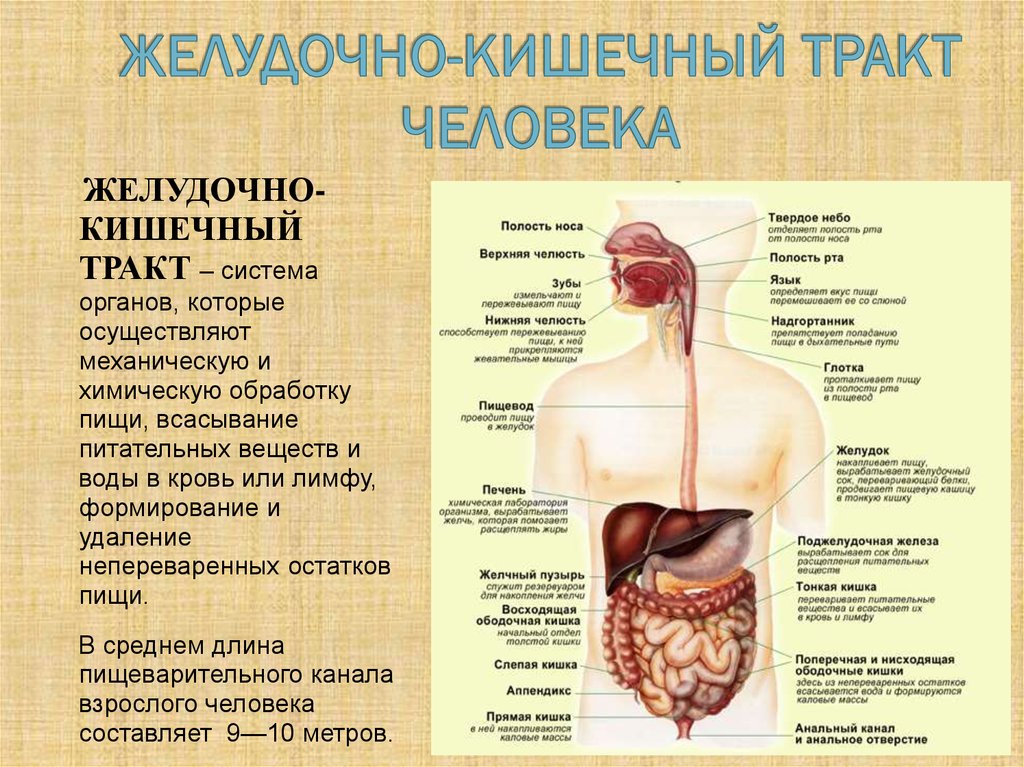 Тракт человека. Анатомия желудочно-кишечного тракта. Пищеварительная система отделы ЖКТ. Строение желудочно-кишечного тракта. Структура и функции ЖКТ человека.