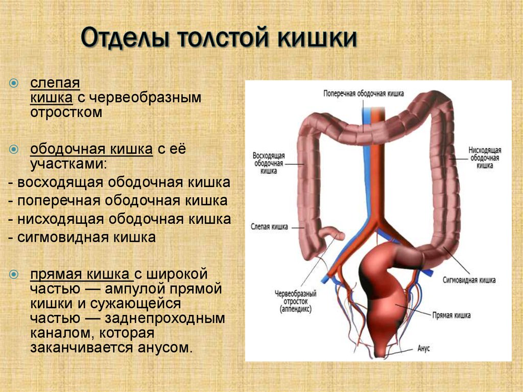 Строение кишечника у мужчин с описанием и схемами человека в картинках
