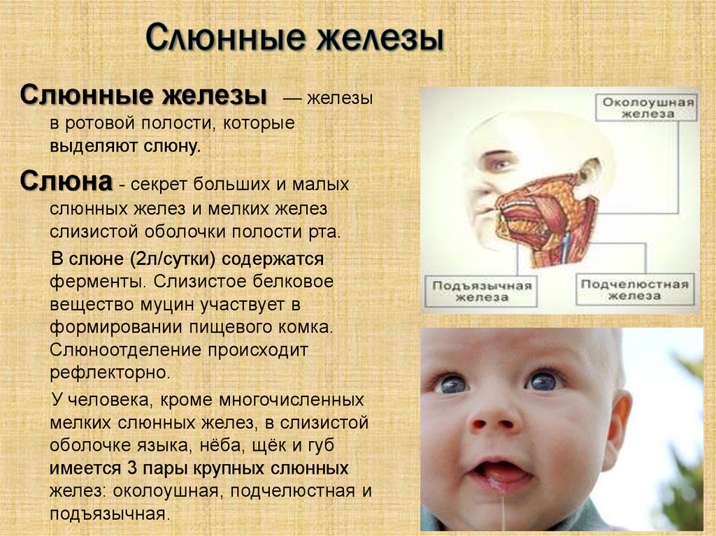 Причины слюноотделения у ребенка. Функции слюнных желез в ротовой полости. Строение слюнных желез у детей. Строение слюнных желёз у детей.