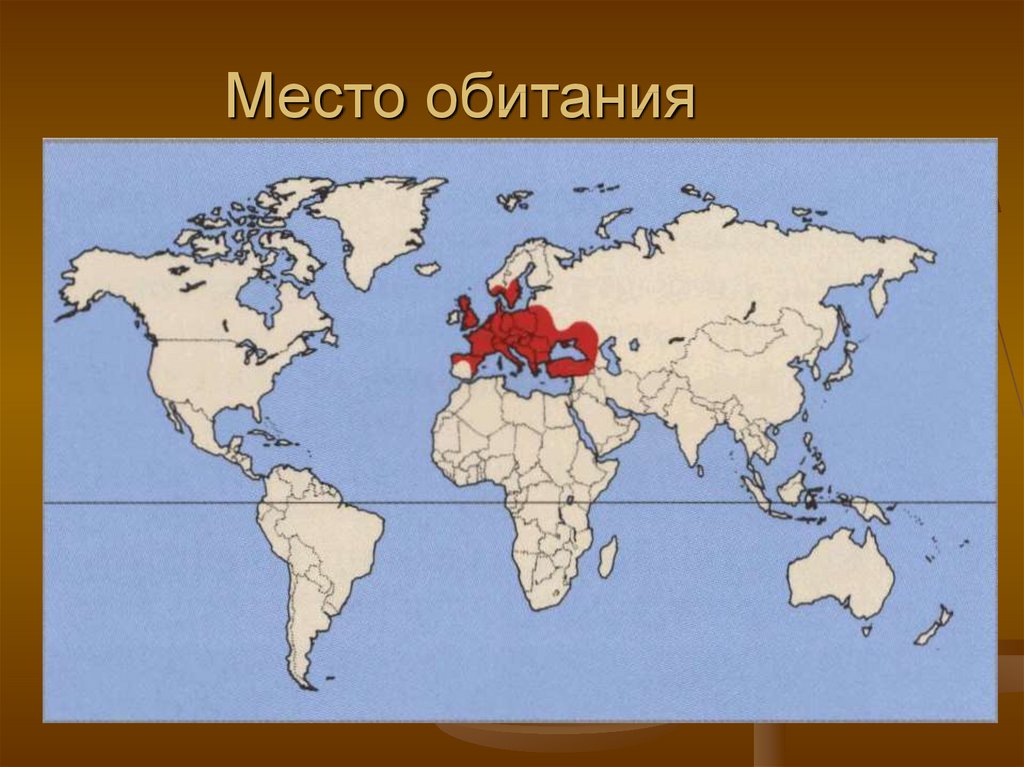 Какое место обитания. Ареал кольчатой горлицы. Большая Горлица ареал. Горлица кольчатая ареал обитания. Малая Горлица ареал обитания.