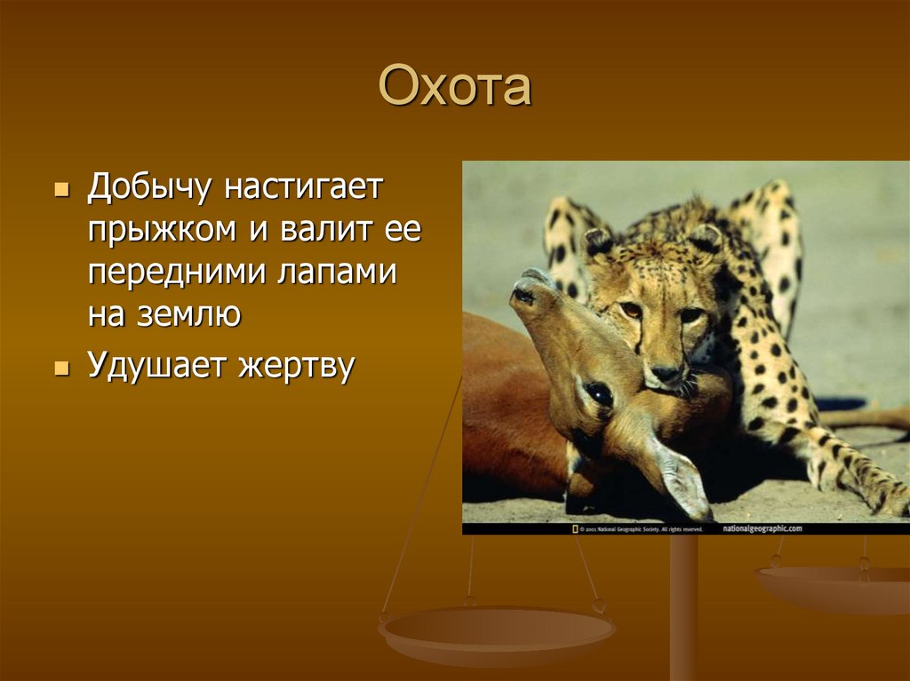 Что помогает гепарду добывать. Доклад про гепарда. Гепард презентация. Презентация на тему гепард. Гепард презентация для 3 класса.