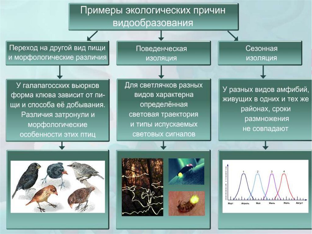 Механизм видообразования схема